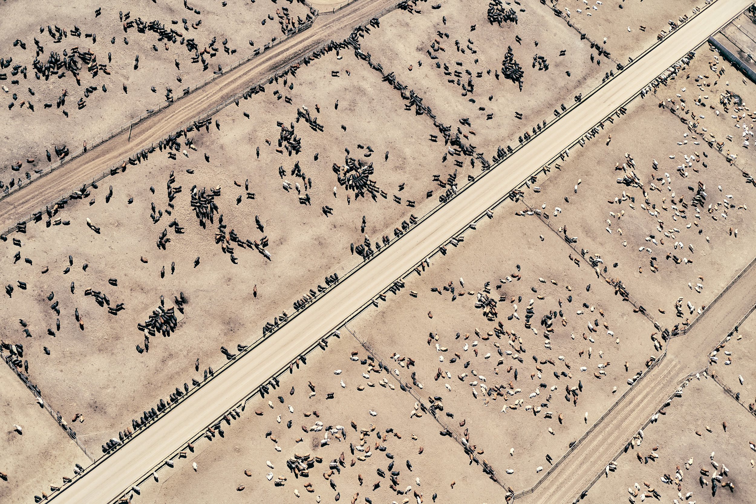  Aerial photograph of cattle pens in eastern Colorado, USA. Image is an outtake from a shoot for the Nature Conservancy.
