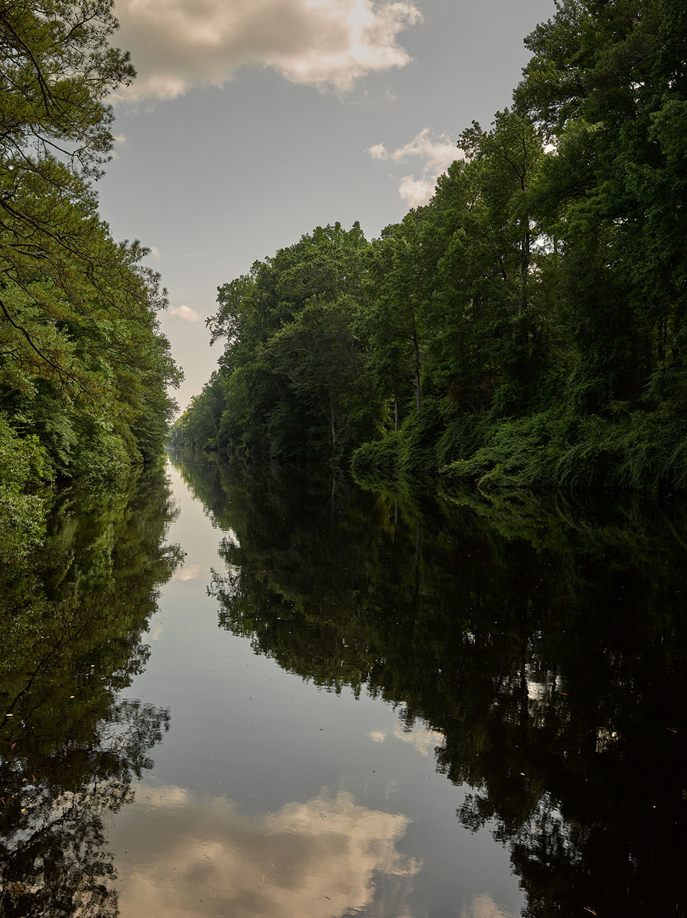 Great Dismal Swamp| Cameron Davidson