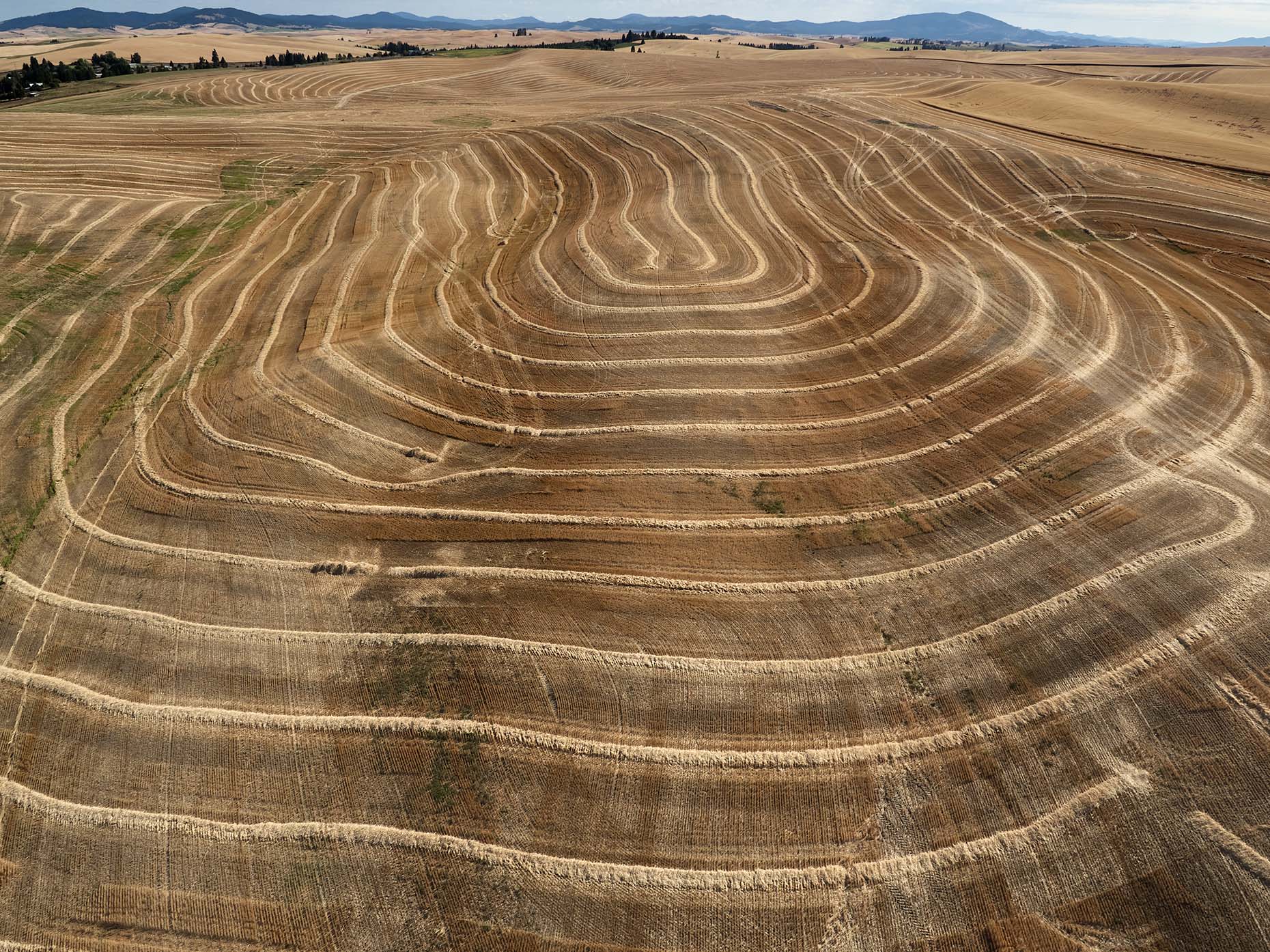 Contour Farming, Wheat Harvest,  Palouse Valley, Washington State
