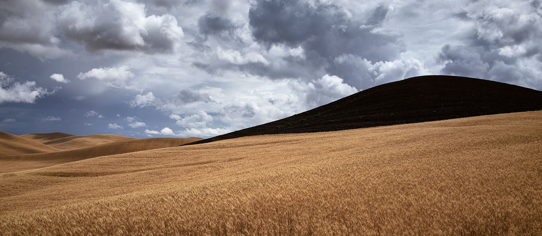 Landscape, Wheat Harvest,  Palouse Valley, Washington State, Cameron Davidson