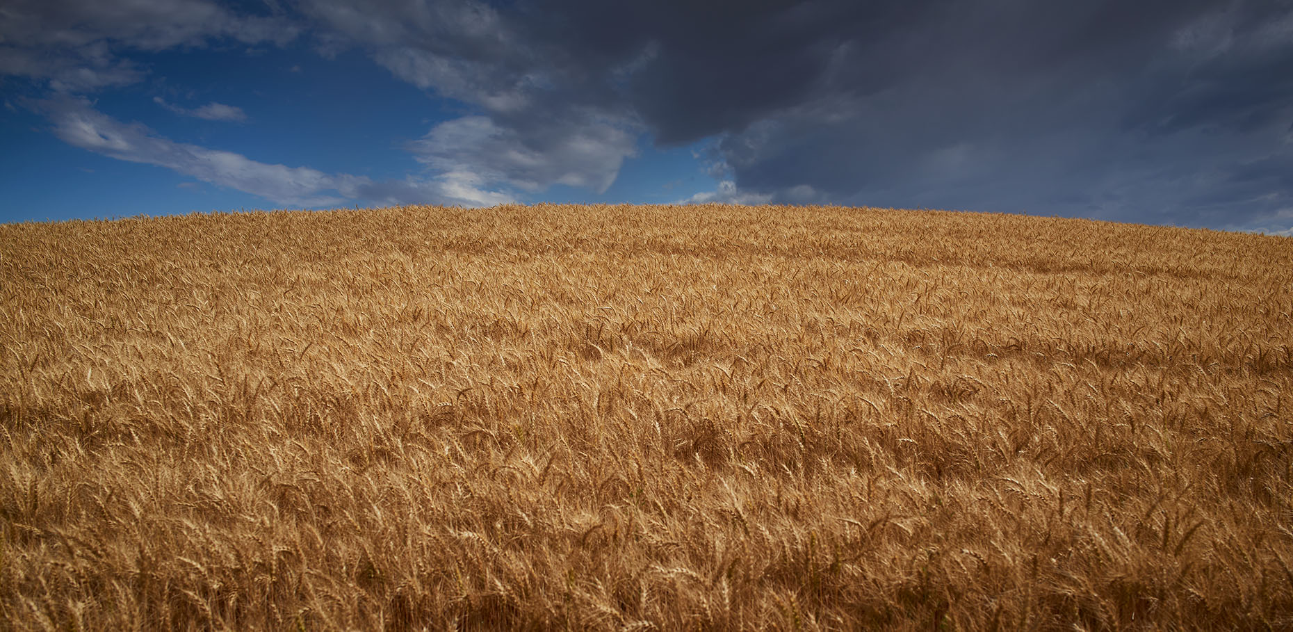 Wheat Field,  Palouse Valley, Washington State