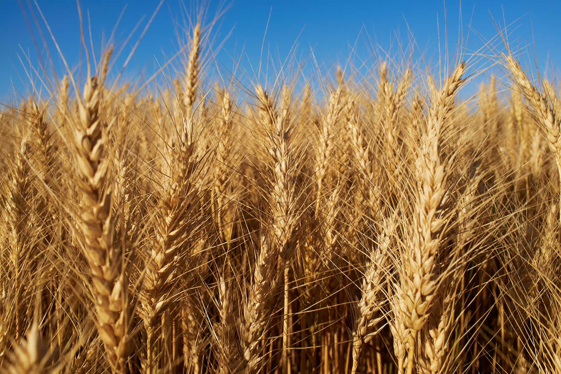 Wheat  Field,  Palouse Valley, Washington State, Cameron Davidson